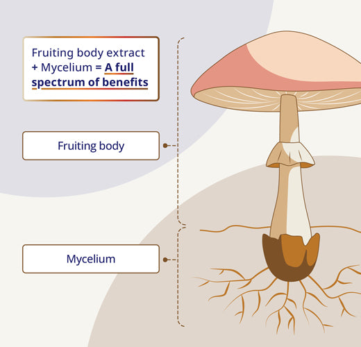 CanPrev Cordyceps Full Spectrum 60 Veggie Caps